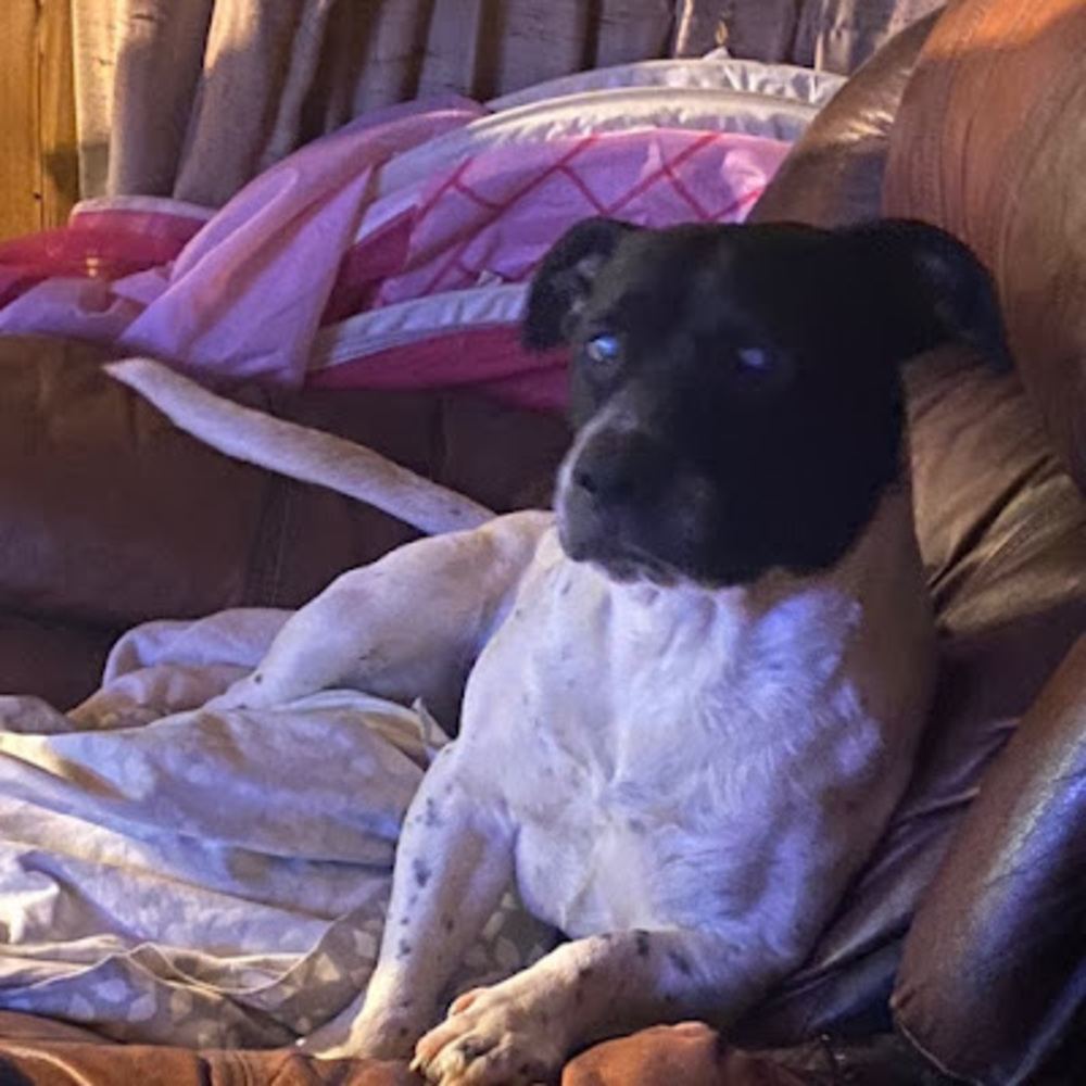 Meet your Posher, Lili